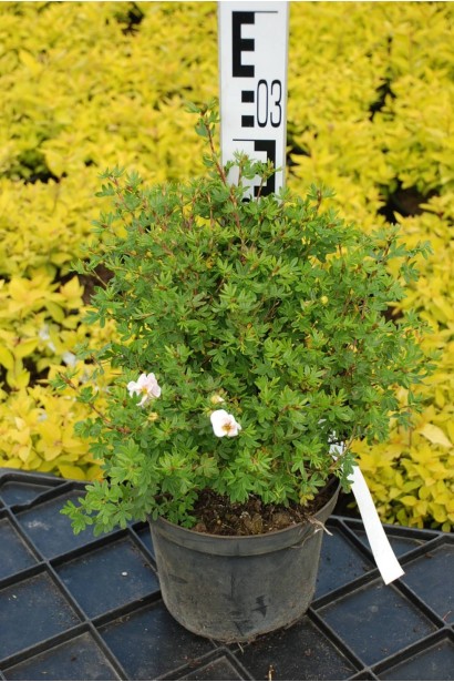 Лапчатка кустовая Абботсвуд - 3л/вис.30-40см/Ø25-30см